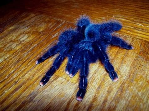 Your new pet requires very little care and being handled is not necessary for its physical needs. 93 best images about Tarantulas on Pinterest