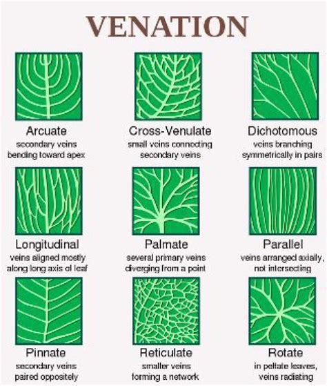 How To Identify A Tree Using Leaf Shape Margin And Venation Botany