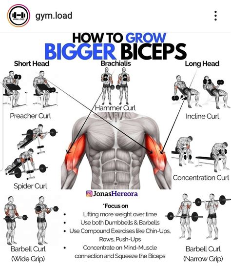 Pin By Daniela On Biceps Big Arm Workout Dumbbell Bicep Workout