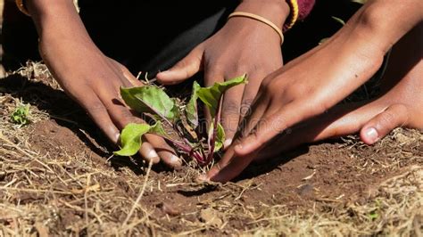 African Children Planting Tree Stock Photos Free And Royalty Free Stock