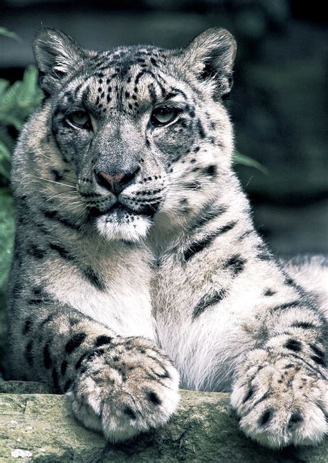 19 Best Images About Snow Leopards On Pinterest Ghost