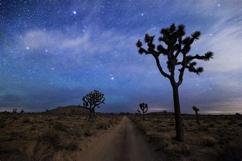 A Desert Road And Joshua Trees At Night By Daniel J Barr