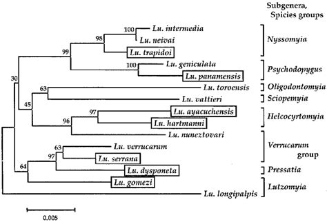 Phylogenetic Tree Of S Rrna Gene Sequences Among Sand Fly Species Download Scientific