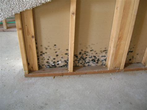 Therefore, the most common mold appears in the bathrooms. Mold: It's No Fun(gus) | Indiana Home Inspection Company