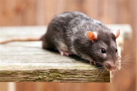 Cara Mengusir Tikus di Atas Plafon Rumah