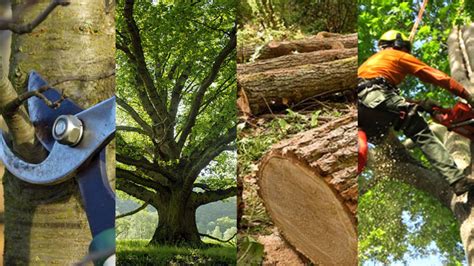 Tree Cutting Service The Woodlands Highpoint Tree Care