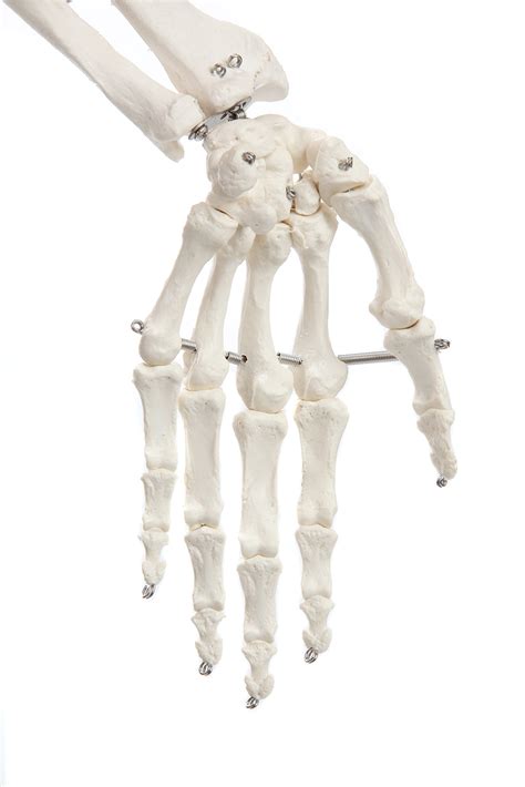 axis scientific human skeleton model anatomy bundle 5 6 life size skeletal system 206 bones