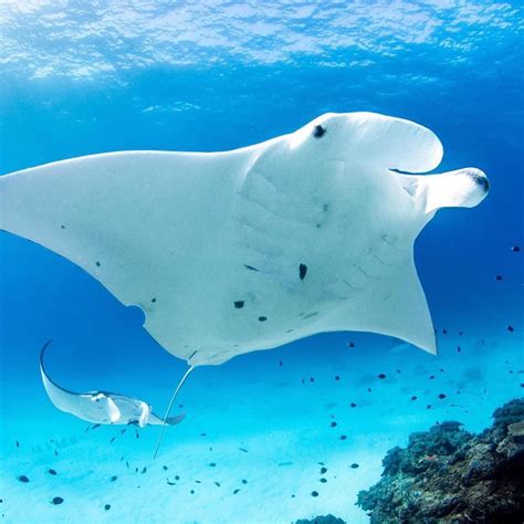 Manta Rays Have The Largest Brain To Body Weight Ratio Of Any Living