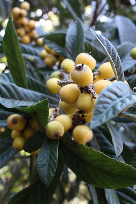 A dwarf tree is a small cultivar of full sized fruit trees that can yield many mature fruits in a year without taking up the usual growing space occupied by trees. Nespera, a Velvety Sweet Brazilian Fruit ⋆ Chef Letícia