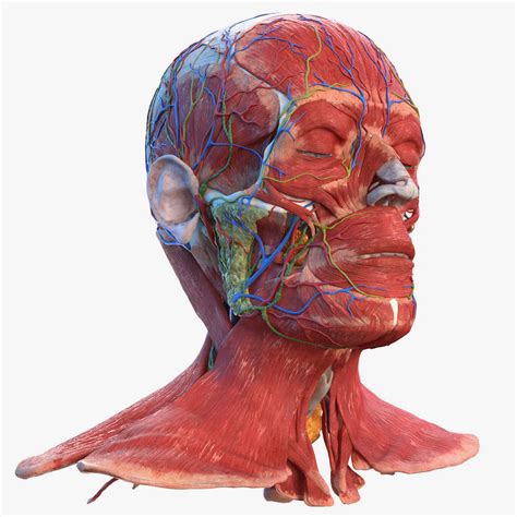 3d Human Head Anatomy Turbosquid 1474080