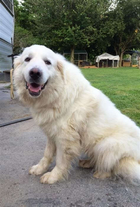 Good karma pet rescue is a non profit organization serving south florida by rescuing pets and saving the lives of dogs and cats. Adopt Snowball ~ ADOPTED!!! on | Great pyrenees dog, Great ...