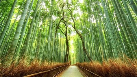 Landscape Bamboo Path Japan Nature Fence Forest Wallpapers Hd