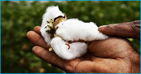 16 Yrs Since Bt Cotton Was Introduced - Was The Decision Correct?