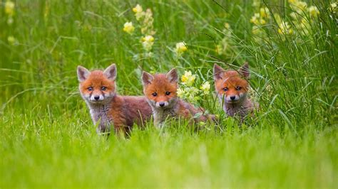 Hd Adorable Fox Cubs In The Grass Wallpaper Download Free 148712