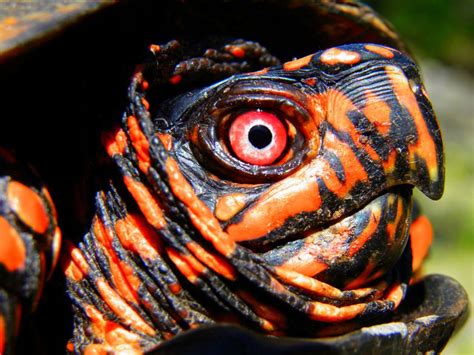 New Jersey Wildlife Eastern Box Turtles Can Live To 100 Sea Turtle