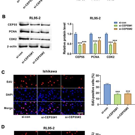 The Suppressive Effect Of CEP55 Silencing On Cell Proliferation A And