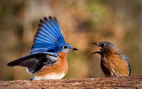 Climate Watch Audubon South Carolina