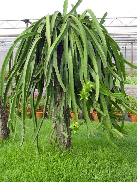Dragon fruit grows on climbing cacti with stems that reach up to 6 meters long. Dragon fruit - World Crops Database