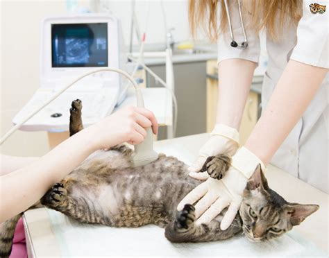 If your active cat is starting to slow down or doesn't seem to have the same. How to Know if Your Cat is Pregnant | Pets4Homes