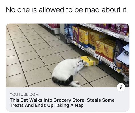A Quick Cat Nap For The Cat Burglar Cats Know Your Meme