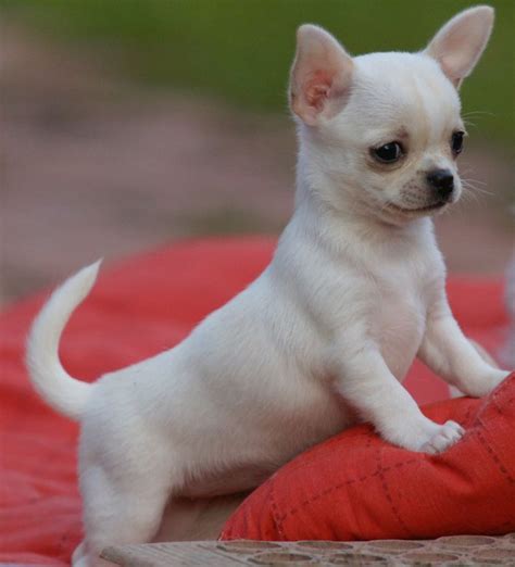 Perro Chihuahua Mini Chihuahua Chihuahua Toy Puppies Perritos Bebes