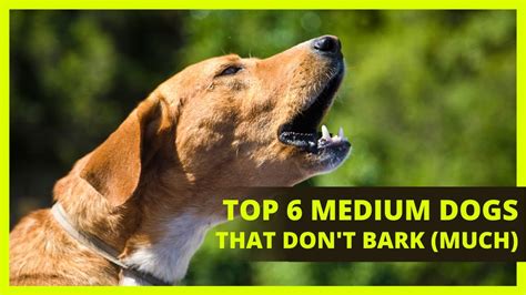 Medium Dogs That Dont Bark Much Top 6 Medium Sized Breeds That Dont