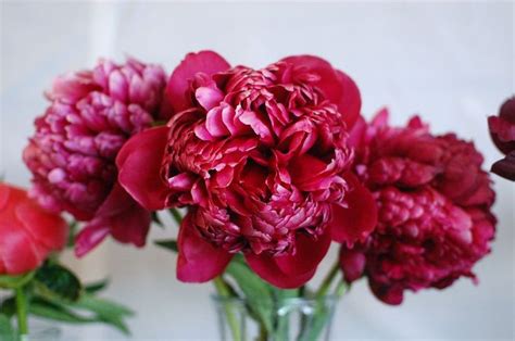 17 Best Images About Raspberry Colored Flowers On Pinterest Carnival