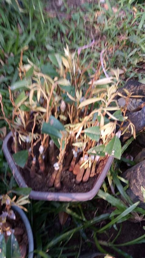 *tumbuhan yang sesuai seperti pokok mangga dan jambu batu. Gambar Proses Cantuman Baji Durian Paling Senang Dan Jimat ...