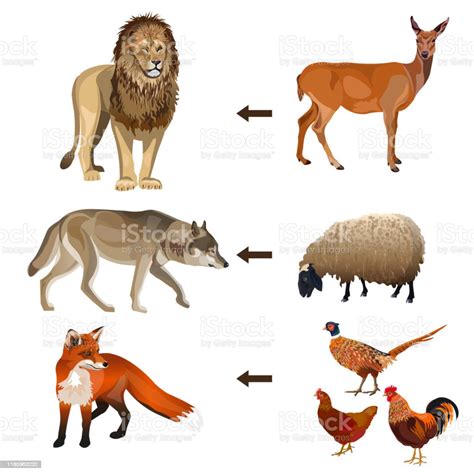 Food Chain Animals Stock Illustration Download Image Now Fox Lion