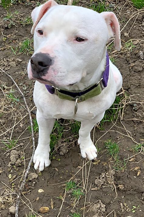 To promote responsible pit bull ownership, provide breed education, combat pet overpopulation, fight unfair legislation's, and find qualified homes for sound pit bull dogs in missouri. These Kansas City-based canines are up for adoption and in ...