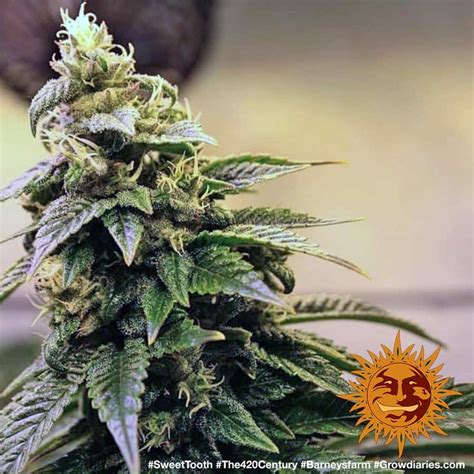 Sweet Tooth 1™ Cannabis Seeds Barneys Farm®