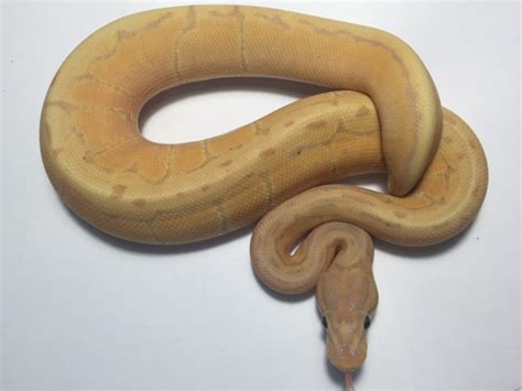 Coral Glow Pinstripe Ball Pythons For Sale Snakes At Sunset