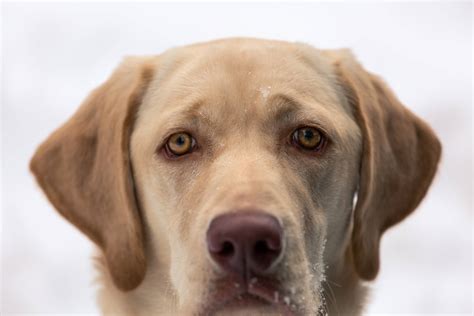 Dudley Lab Surprising Details About The Pink Nosed Labrador Labrador