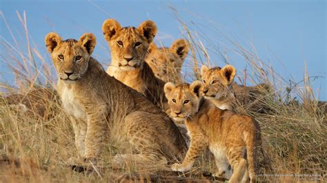 Masai Lion 2k Cubs Mara Animals Savannah Kenya Hd Wallpaper
