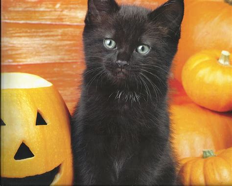 Halloween Kitten Cute Paws Halloween Black Kitten Pumpkins Hd