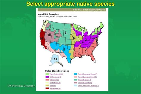 Ppt National Phenology Network Npn Powerpoint Presentation Free