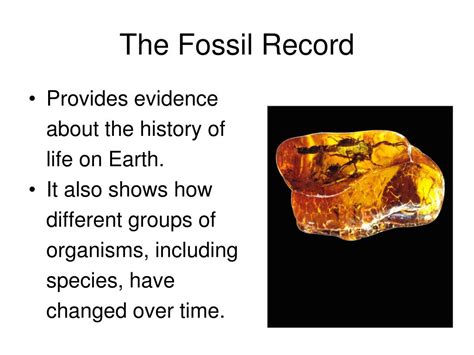 Ppt The Fossil Record Powerpoint Presentation Free Download Id6556989