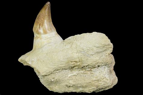 Mosasaur Prognathodon Jaw Section With Unerupted Tooth For Sale