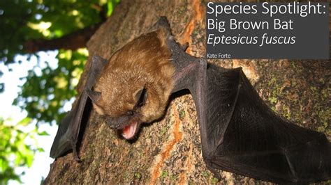Species Spotlight Big Brown Bat Youtube