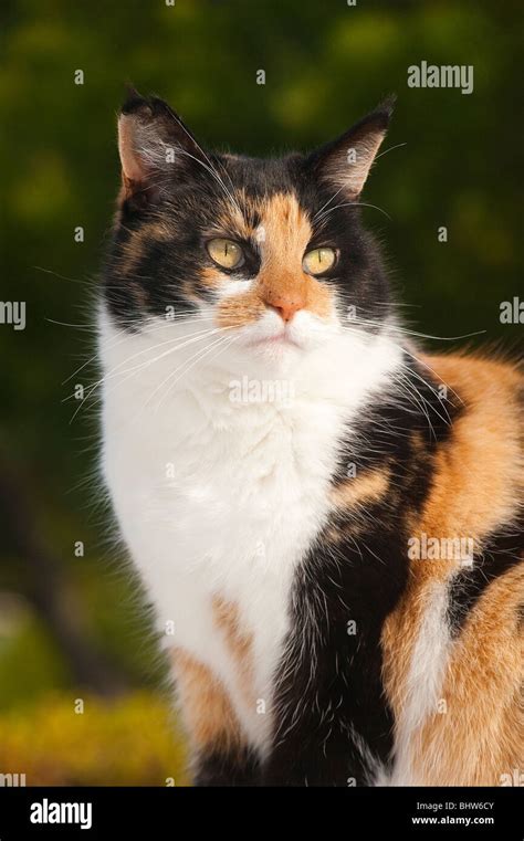 Calico Tortie Cat Stock Photo Alamy