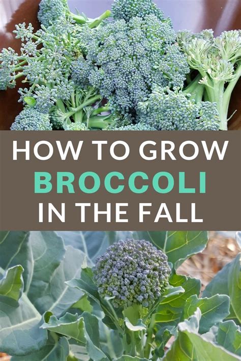 Tricks To Growing Great Tasting Broccoli Organic Gardening Tips
