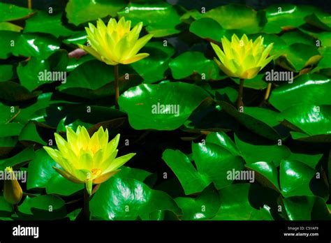 Colourful Water Lilies Hi Res Stock Photography And Images Alamy