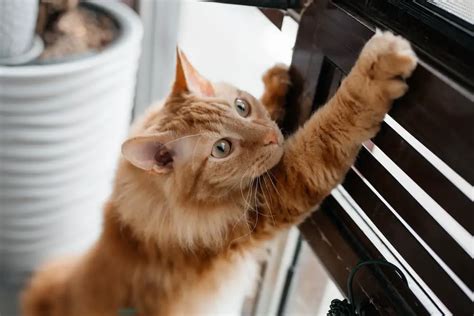 Claw Control A Guide To Redirecting Cat Scratching Behavior