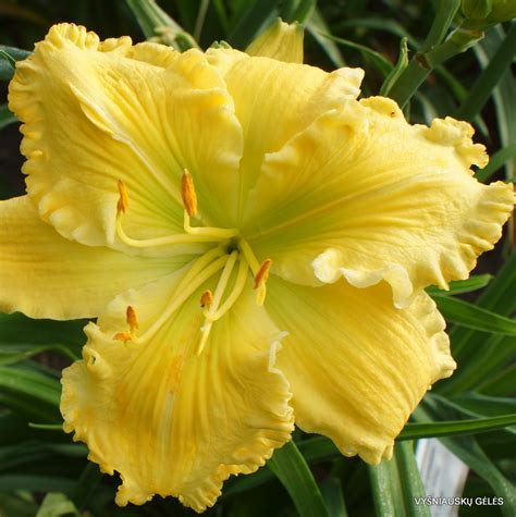 We did not find results for: 'Butter Cream' - daylily-phlox.eu