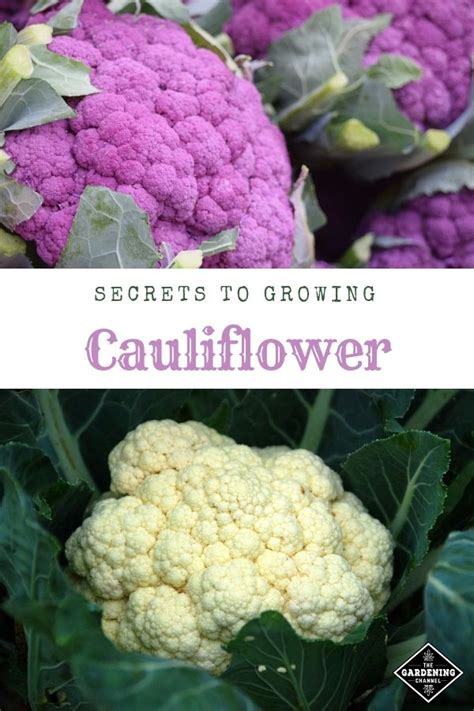 How To Grow Cauliflower Gardening Channel Growing Cauliflower