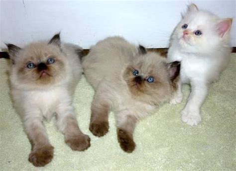 Himalayan kittens have lovely, gentle, affectionate personalities. 3 Gorgeous Himalayan Kittens! for Sale in Jacksonville ...