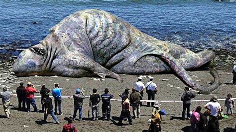 37+ Biggest Animal In The World Found Dead | Peaceloveserena