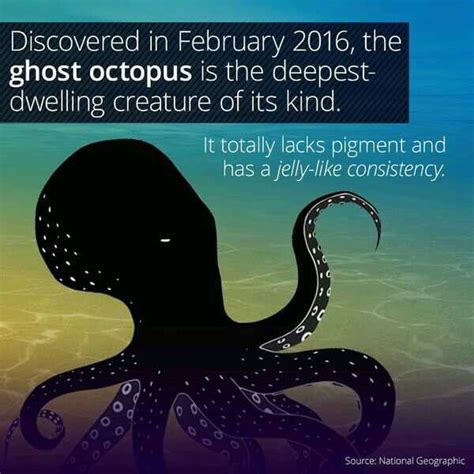 Octopus Facts Octopus Facts Fun Facts About Animals Animal Facts