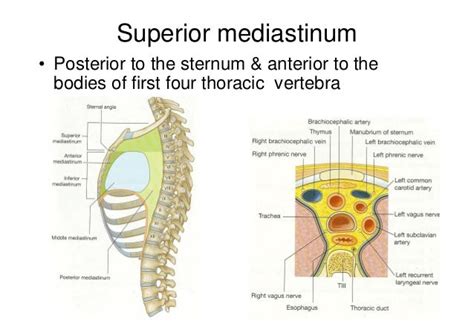 Superior Mediastinum