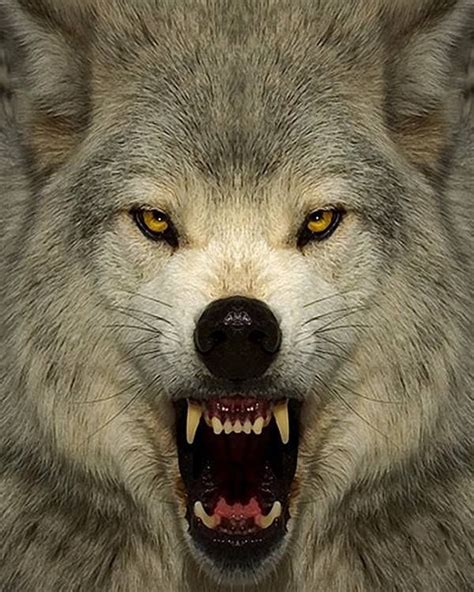 Mad Wolf By Nikontom On Deviantart Wolf Dog Wolf Wolf Spirit